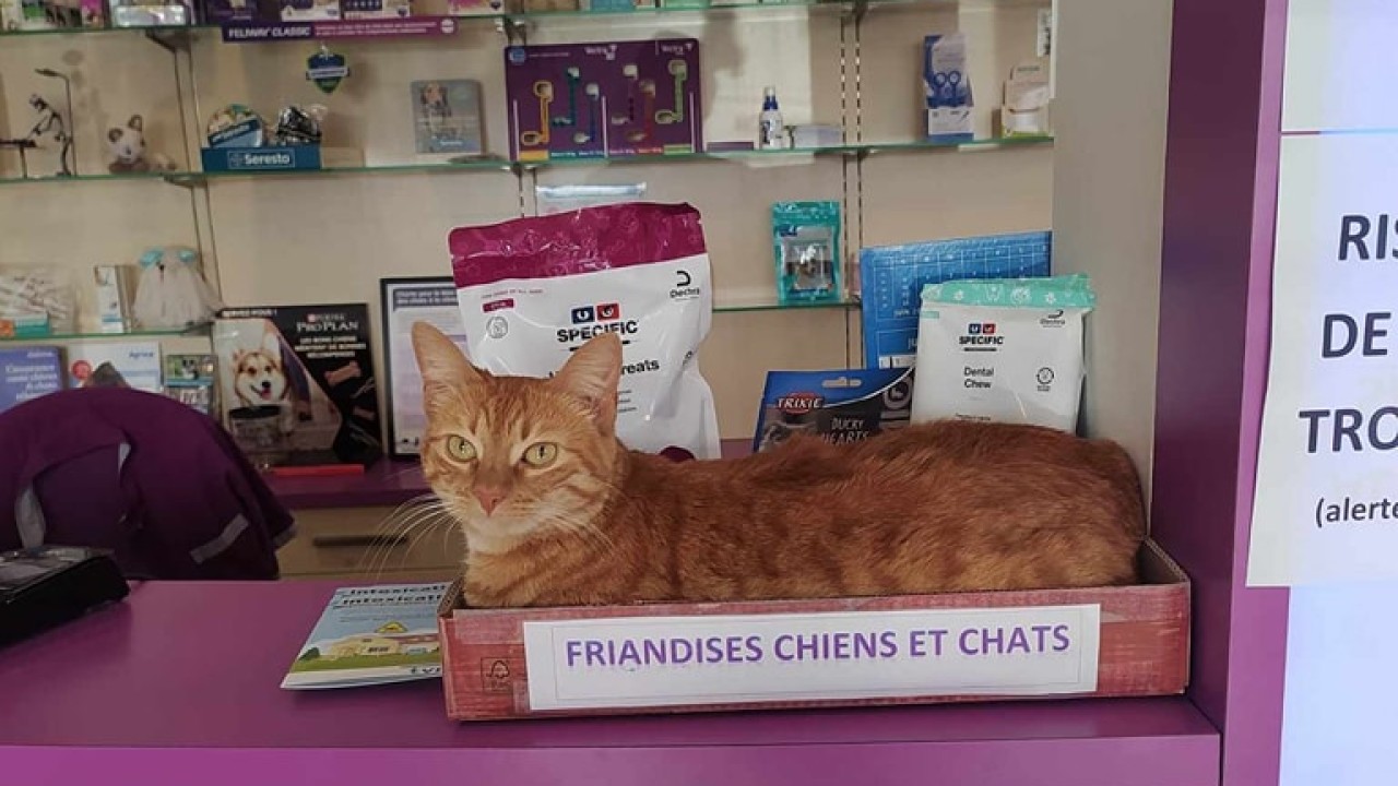 Nouvelle friandise !